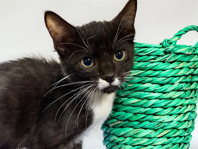 Jethro - Domestic Short Hair