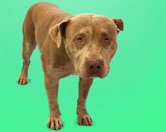 Hey Dude - American Staffordshire Terrier
