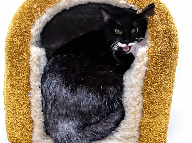 Stray Not Available - Domestic Short Hair
