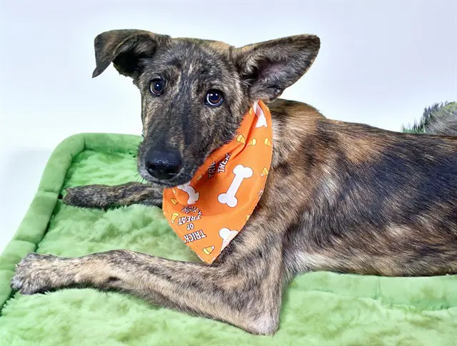 Lance - German Shepherd Dog