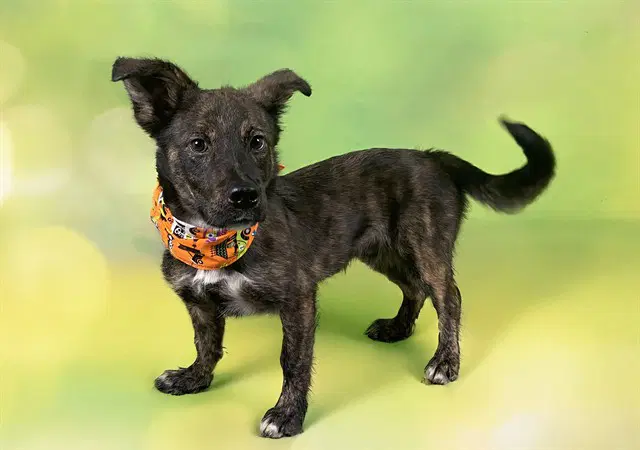 Harry - Cardigan Welsh Corgi