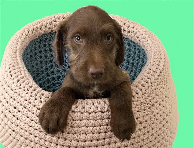 Mike - Labrador Retriever
