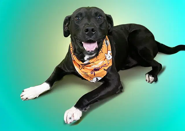 Mike - Labrador Retriever
