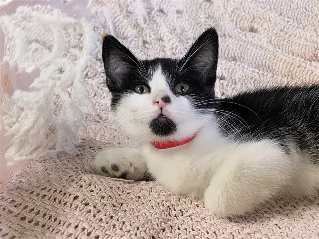 Kim - Domestic Short Hair