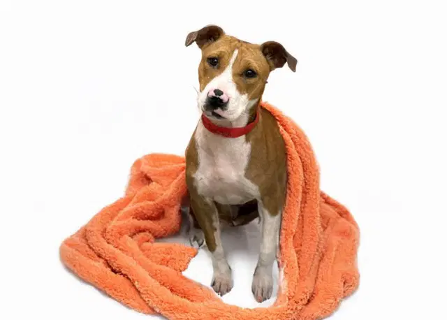 Tinkerbell - Jack Russell Terrier (Parson Russell Terrier)
