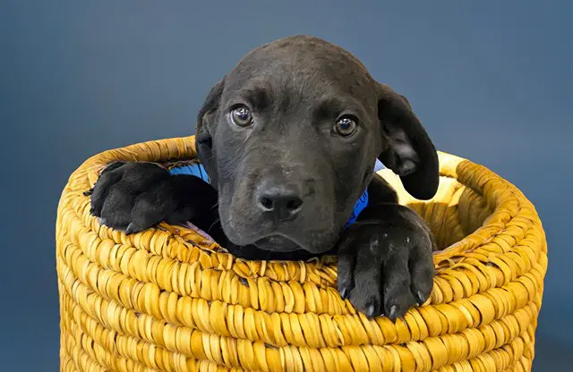 Severus - Labrador Retriever