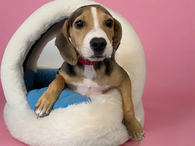 Clover - Beagle