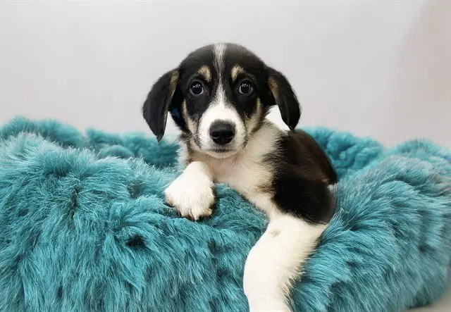 Jasper - Australian Shepherd