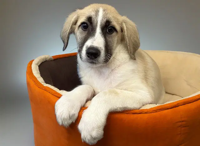 Peridot - Labrador Retriever