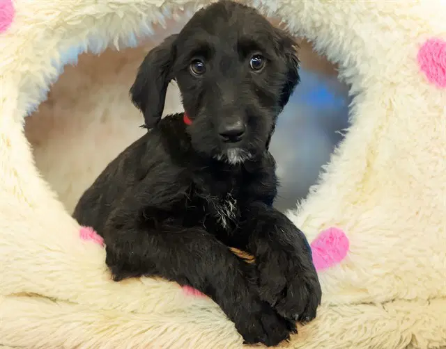 Rhea - Labrador Retriever