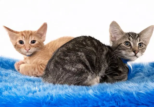 Pumpkin - Domestic Short Hair