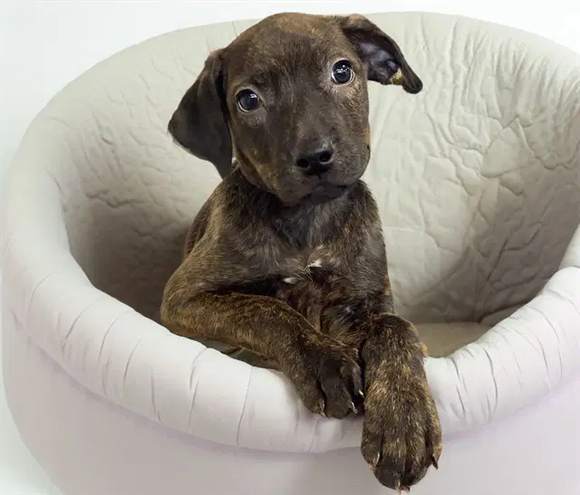 Kalene - Labrador Retriever