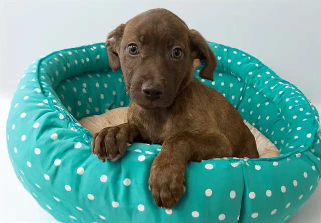 Karina - Labrador Retriever