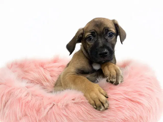 Kalissta - Labrador Retriever