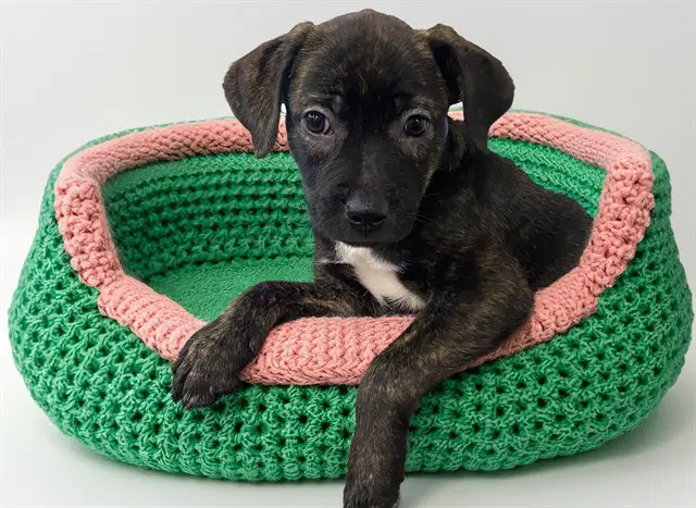Kipp - Labrador Retriever