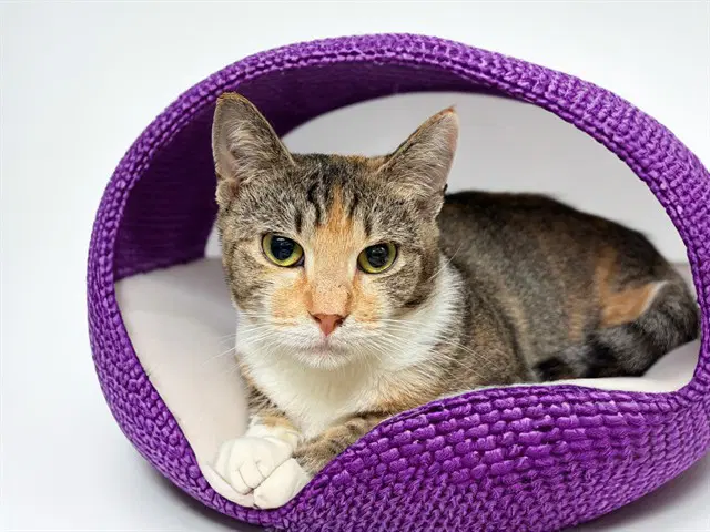 Scrungle - Domestic Short Hair