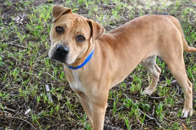 Gilligan - American Staffordshire Terrier