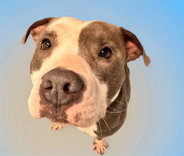 Dawson - American Staffordshire Terrier