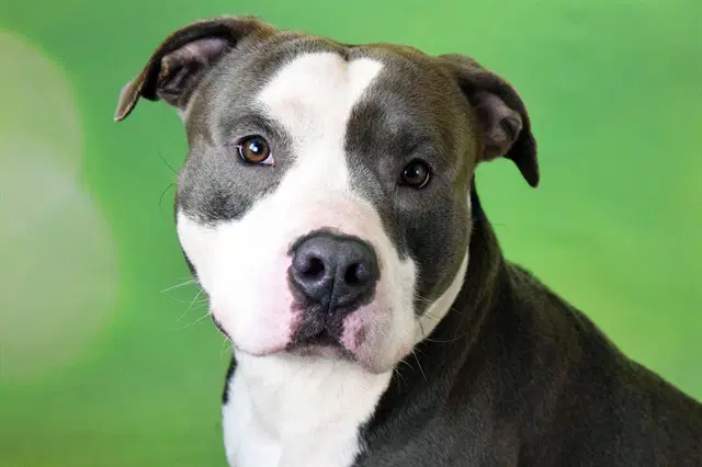 Dawson - American Staffordshire Terrier
