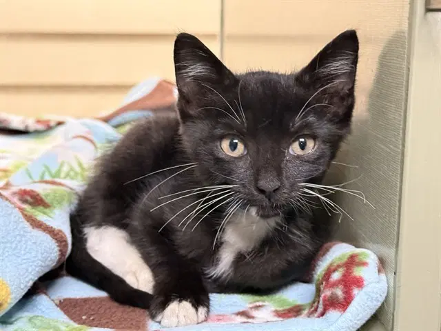 Acorn - Domestic Short Hair