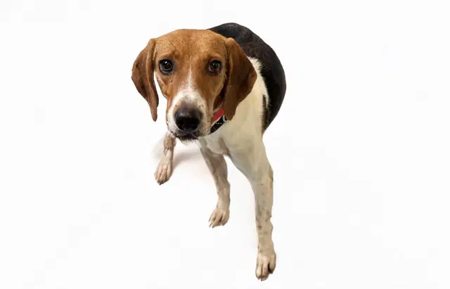 Bonnie - American Foxhound