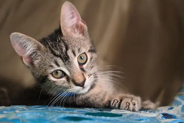 Oolong - Domestic Short Hair