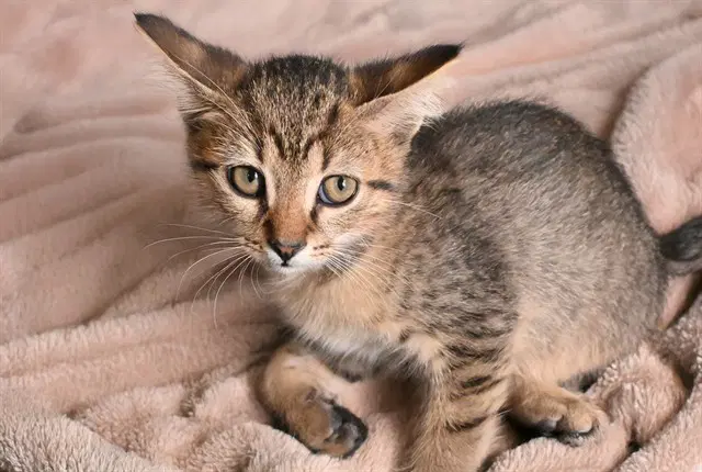 Chai - Domestic Short Hair