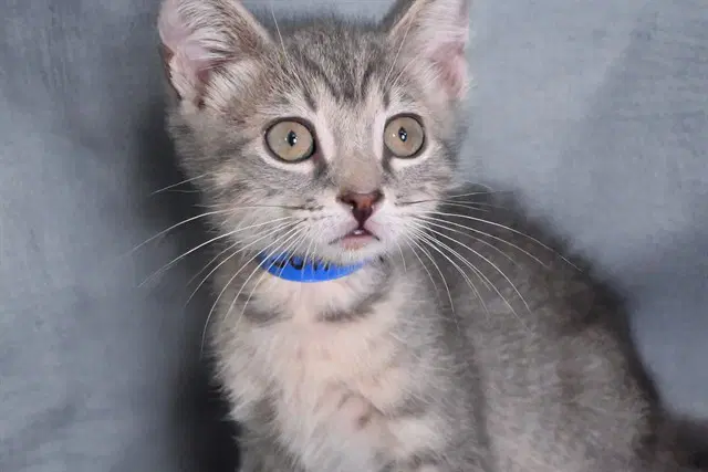 Earl Gray - Domestic Short Hair