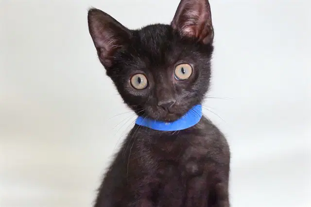 Chamomile - Domestic Short Hair