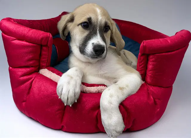 Ruby - Labrador Retriever