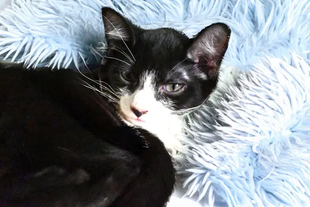 Herman - Domestic Short Hair