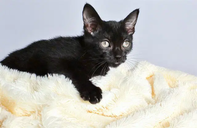Eugene - Domestic Short Hair