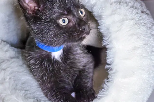 Nico - Domestic Short Hair