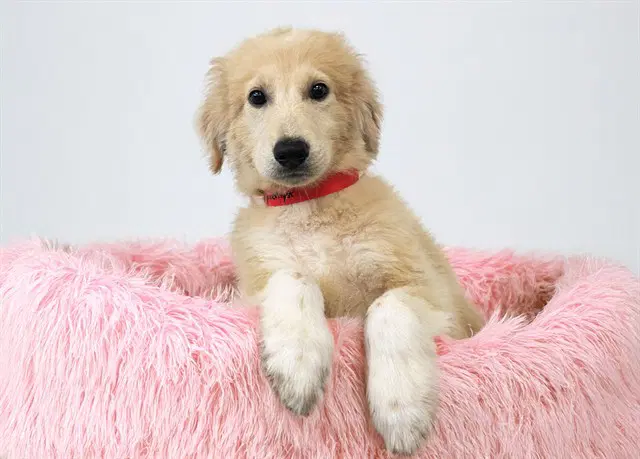 Amethyst - Labrador Retriever