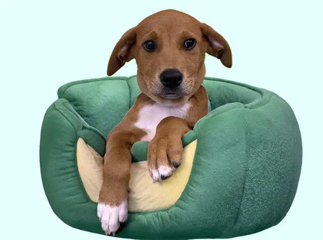Topaz - Labrador Retriever