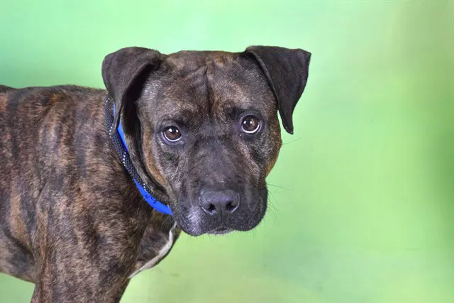 Tiger - American Bulldog