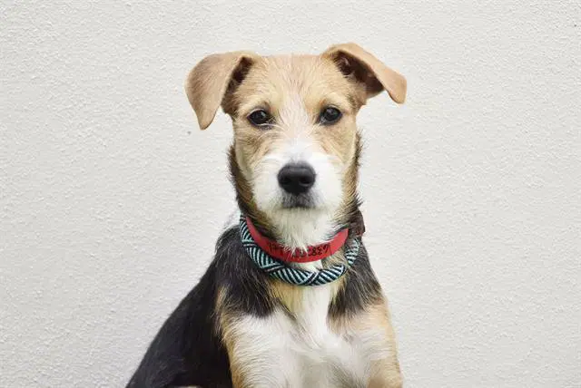 Leli - Lakeland Terrier