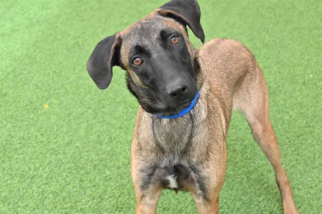 Zeus - Belgian Shepherd Malinois