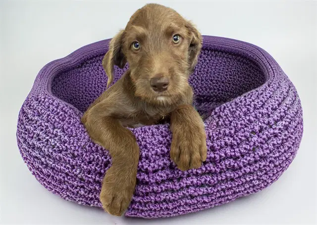 Nova - Labrador Retriever