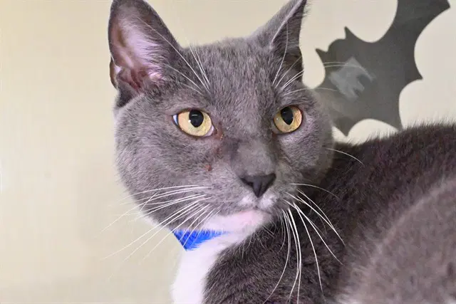 Ben - Domestic Short Hair