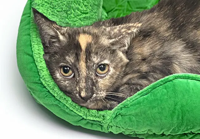 Speckles - Domestic Short Hair