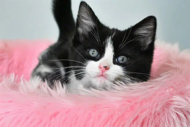 Macy - Domestic Short Hair