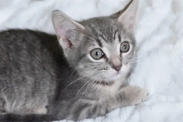 Scarlett - Domestic Short Hair