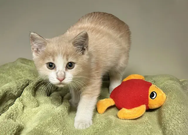 Falafel - Domestic Short Hair