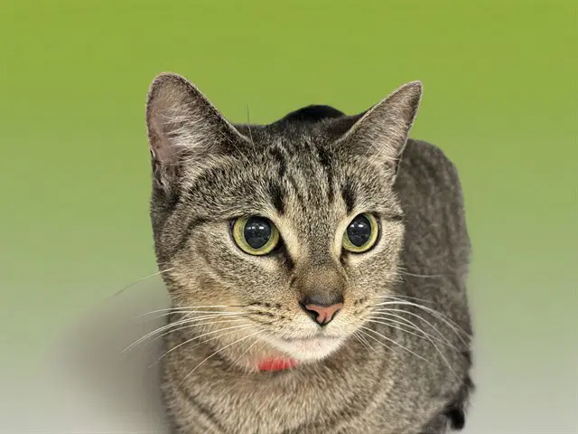 Mercedes - Domestic Short Hair