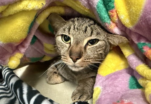 Benny, Domestic Short Hair (medium coat)