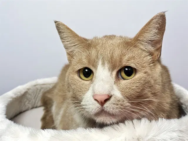 Missy - Domestic Short Hair