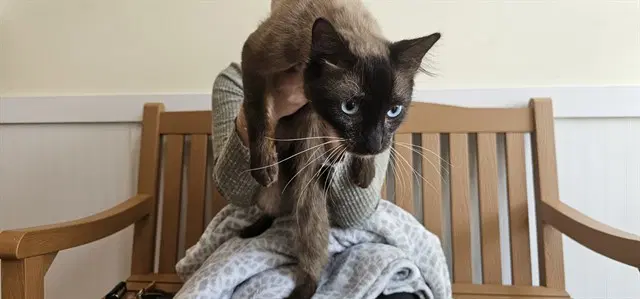 Stray Not Available - Siamese