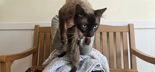 Stray Not Available