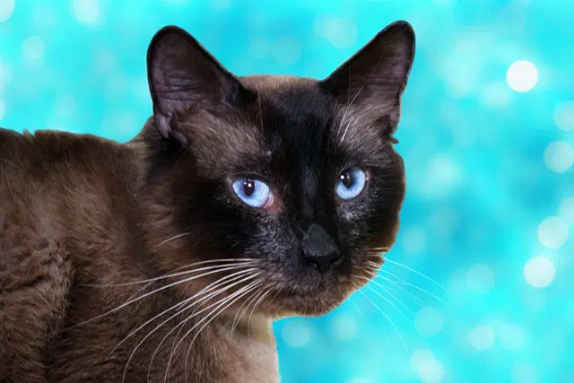 Stray Not Available - Siamese